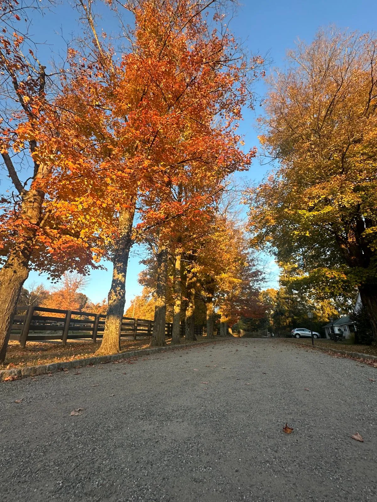 The gravel driveway lined with autumn trees and a wooden fence