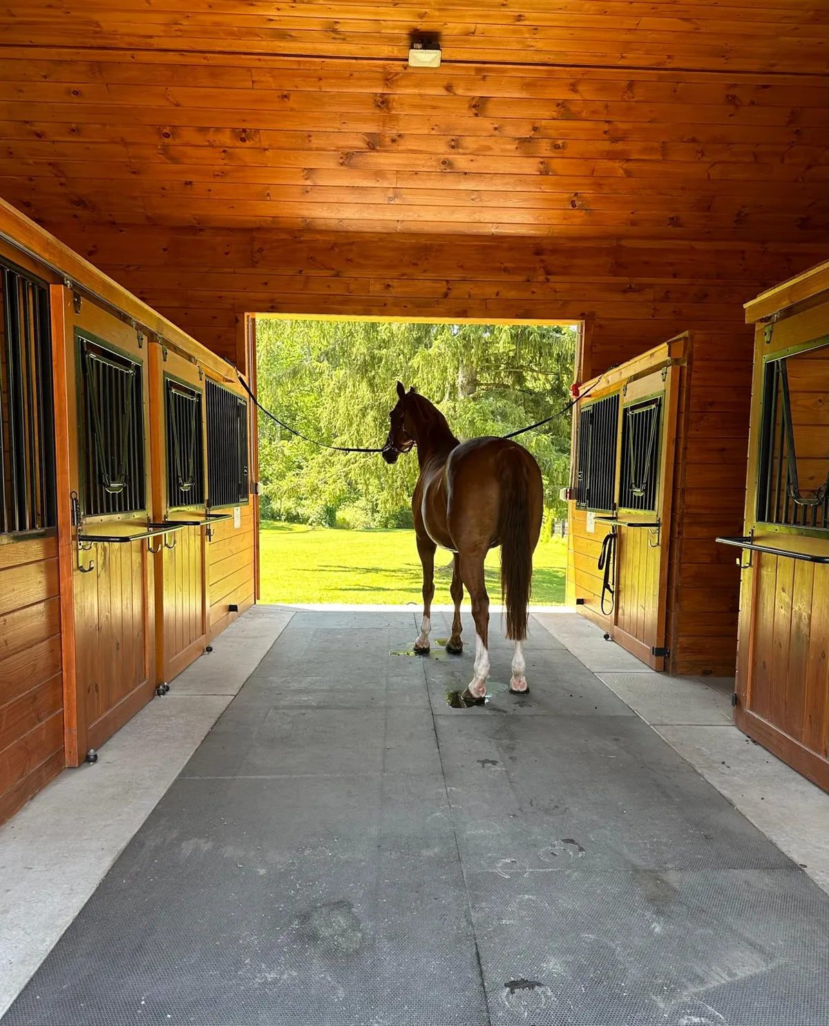The stable aisle with wooden boxes and a horse at the far end