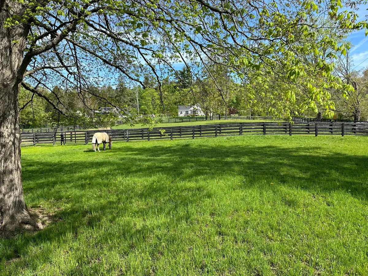 A green paddock with a light-coloured horse grazing under a tree